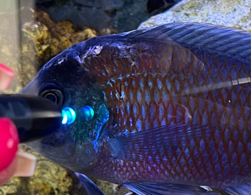 Monolux bei Aquariums-Fischen