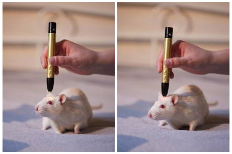 Bild von einer Ratte behandelt mit dem Monolux Pens
