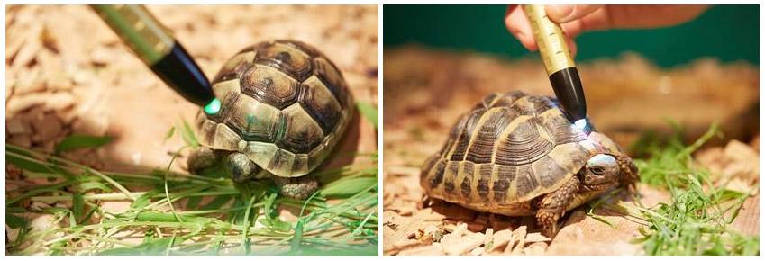 Bild von einer Schildkröte behandelt mit dem Monolux Pens