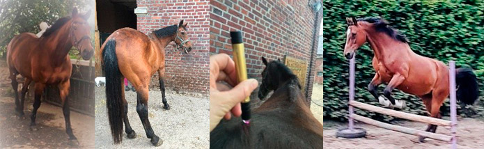 Die Behandlung von Pferden mit dem Monolux Pen