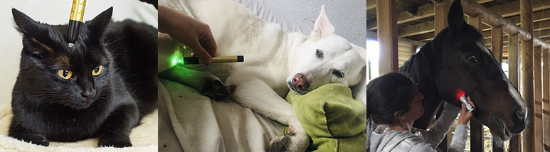 Die Behandlung von Tieren mit dem Monolux Pen